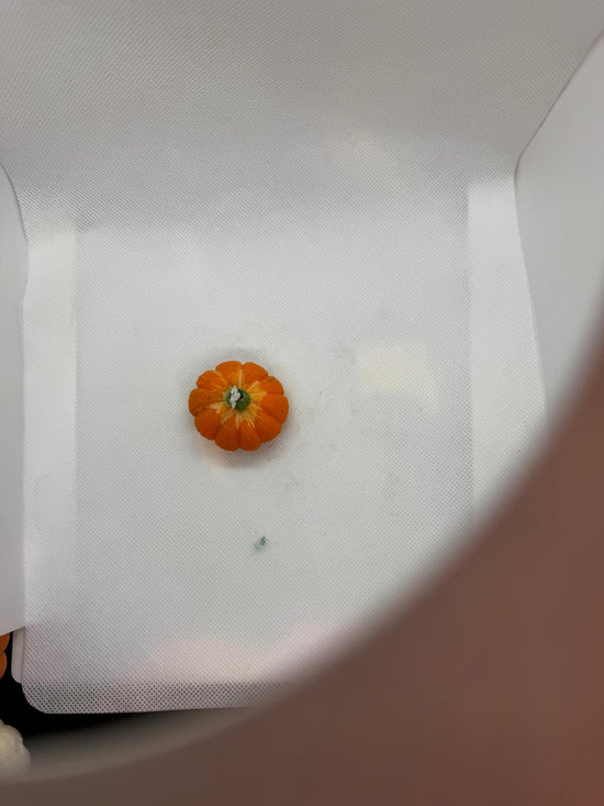 Vela calabacita pequeña