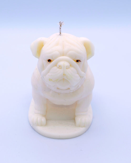 Vela bulldog inglés Hugo