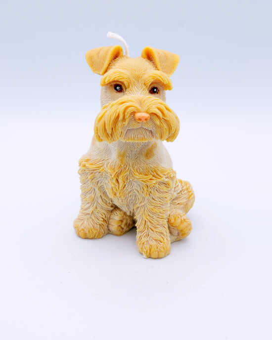 Vela schnauzer