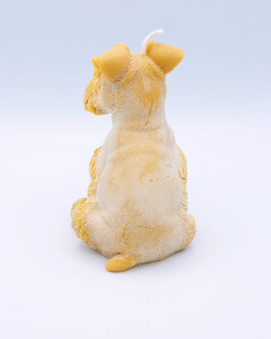 Vela schnauzer